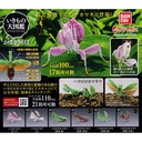 The Diversity of Life on Earth - Mantis 03 Image_1