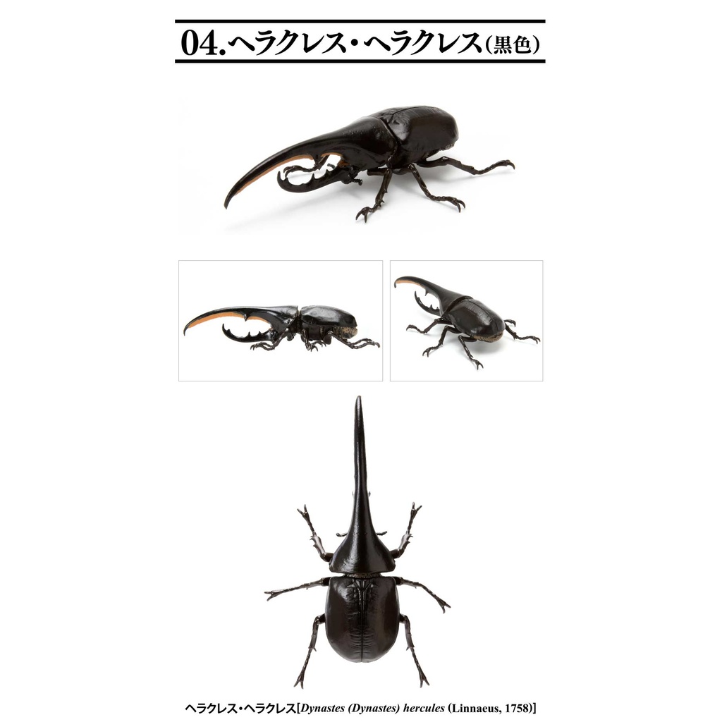 Creatures Encyclopedia Mini Collection Insect 01  Image_7