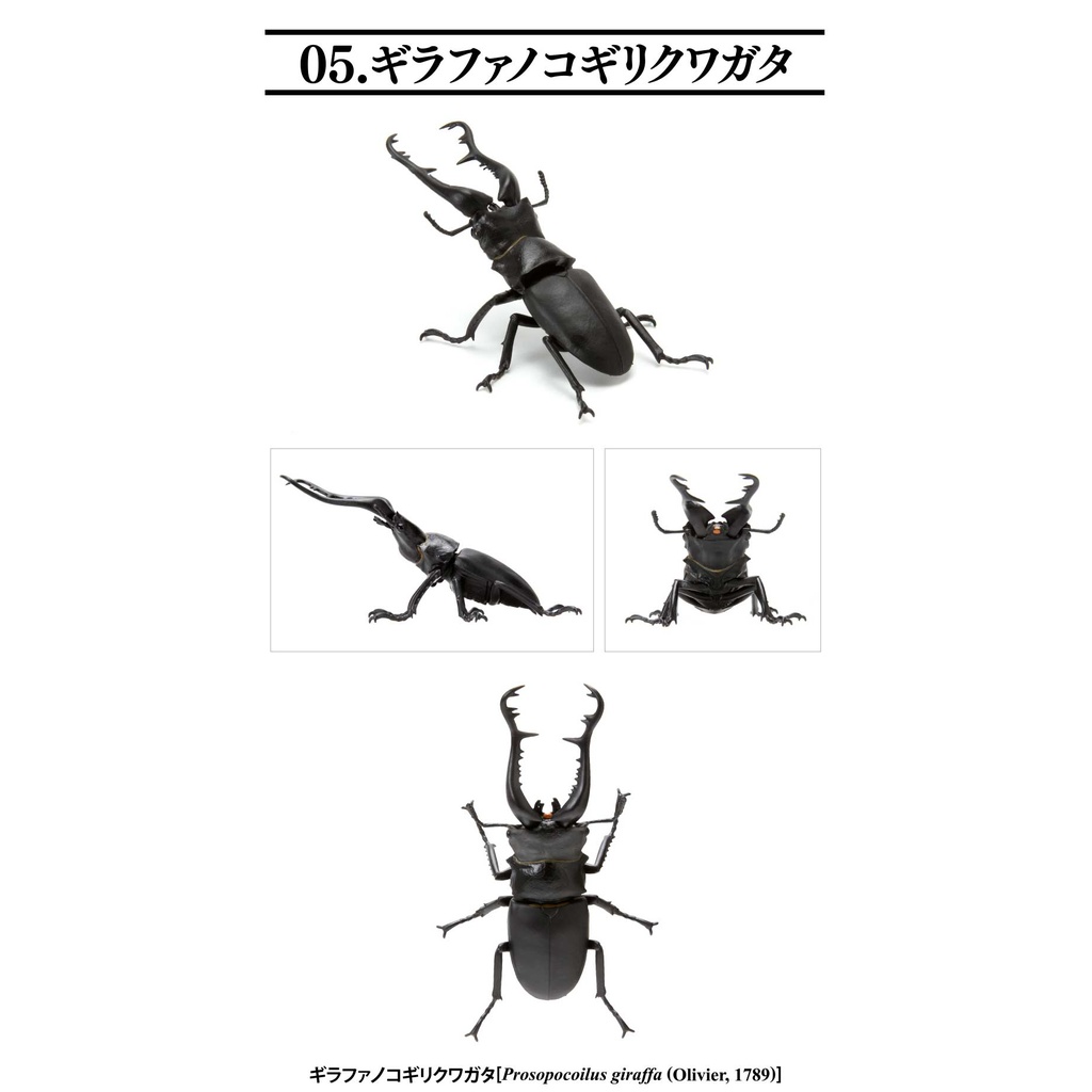 Creatures Encyclopedia Mini Collection Insect 01  Image_8