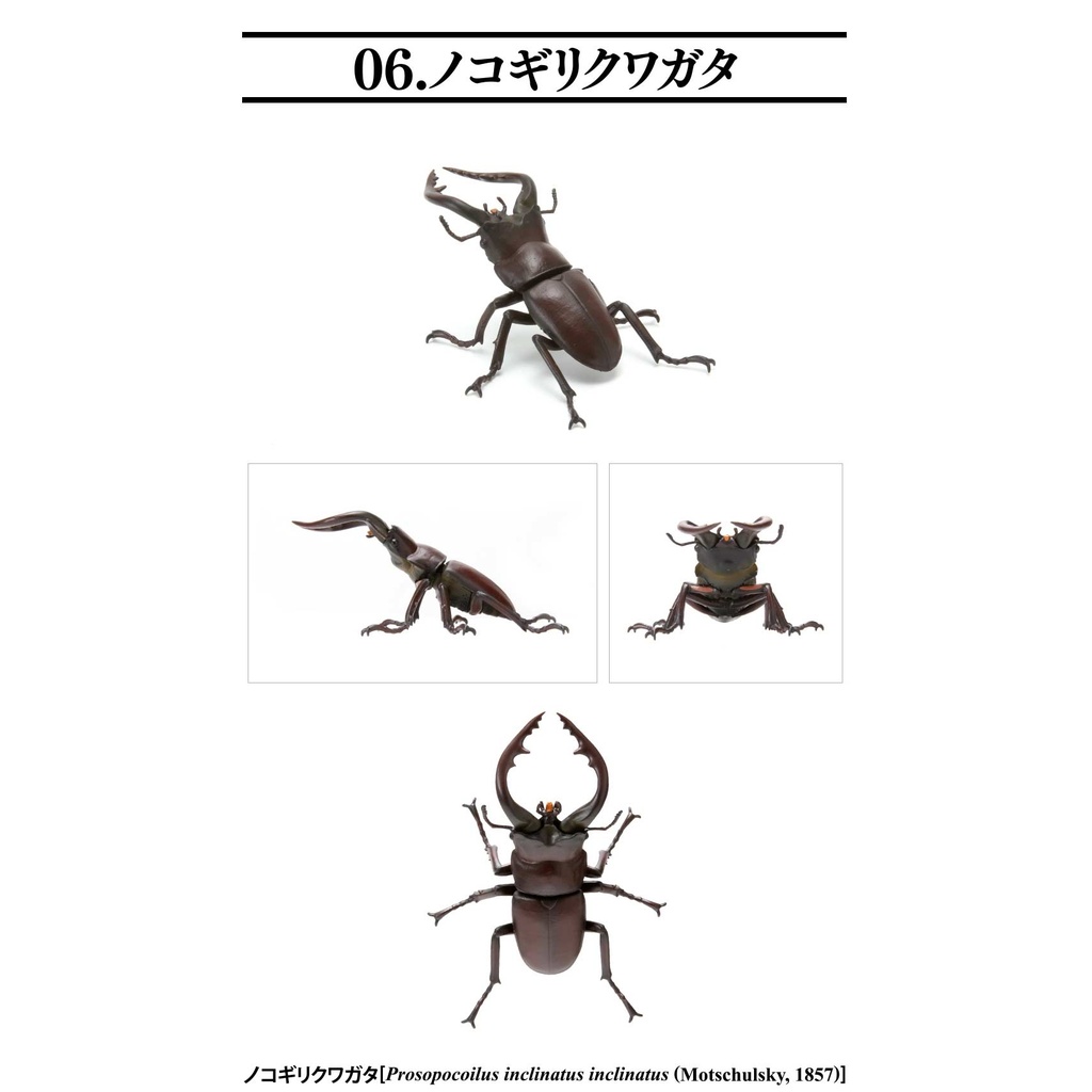 Creatures Encyclopedia Mini Collection Insect 01  Image_9