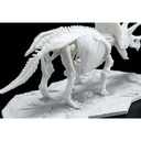 (PO) LIMEX Dinosaur Skeleton - Triceratops Image_5
