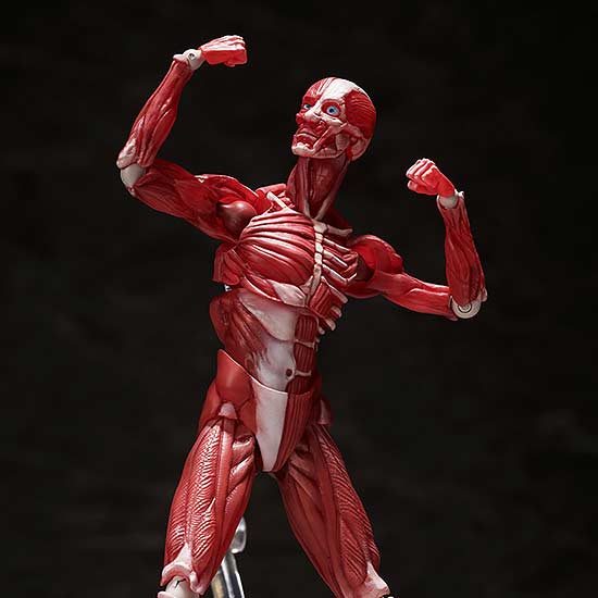 (PO) figma SP-142 Human Anatomical Model Image_1