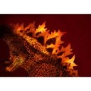 (PO) UA Monsters Burning GODZILLA 2019 (Godzilla II) Image_7