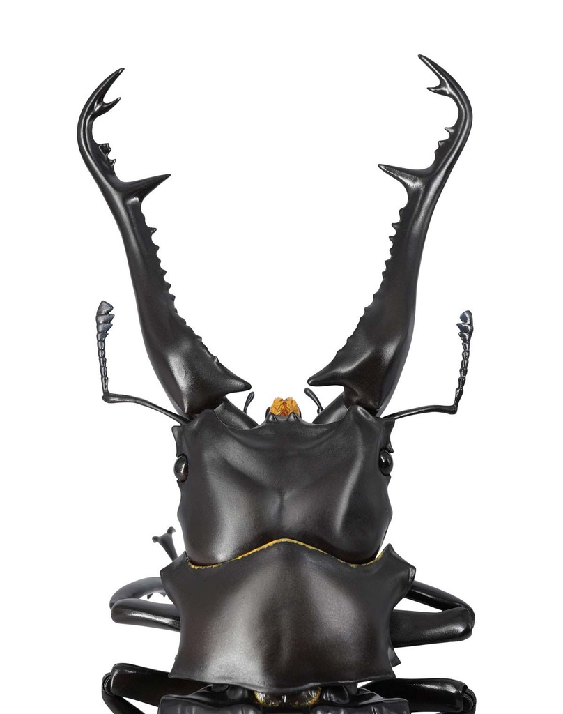 (PO) REVO GEO Prosopocoilus Giraffa - Giraffe Stag Beetle Image_3