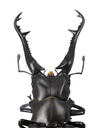 (PO) REVO GEO Prosopocoilus Giraffa - Giraffe Stag Beetle Image_3