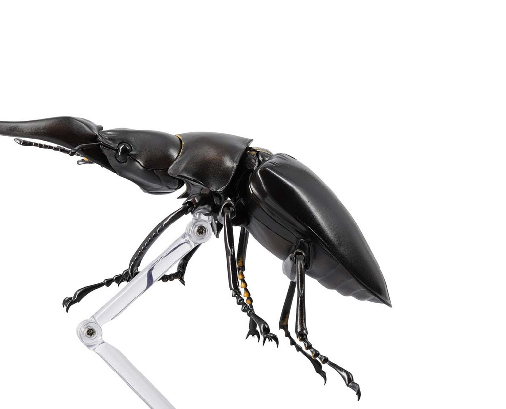 (PO) REVO GEO Prosopocoilus Giraffa - Giraffe Stag Beetle Image_7
