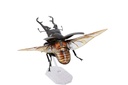 (PO) REVO GEO Prosopocoilus Giraffa - Giraffe Stag Beetle Image_9