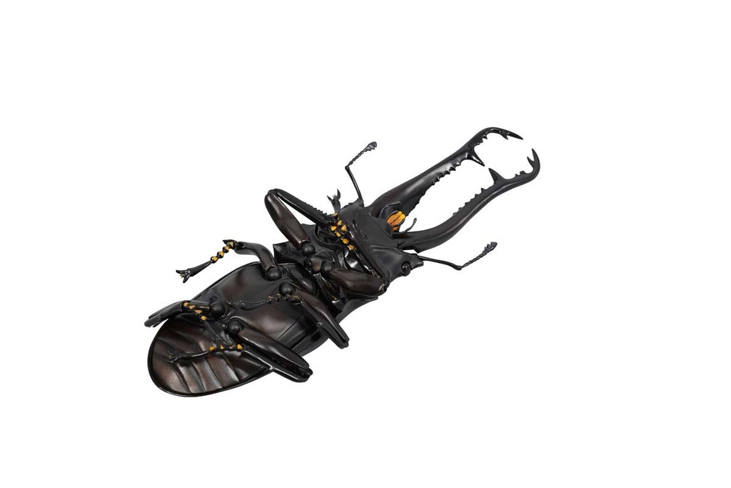 (PO) REVO GEO Prosopocoilus Giraffa - Giraffe Stag Beetle Image_14