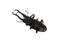 (PO) REVO GEO Prosopocoilus Giraffa - Giraffe Stag Beetle Image_15