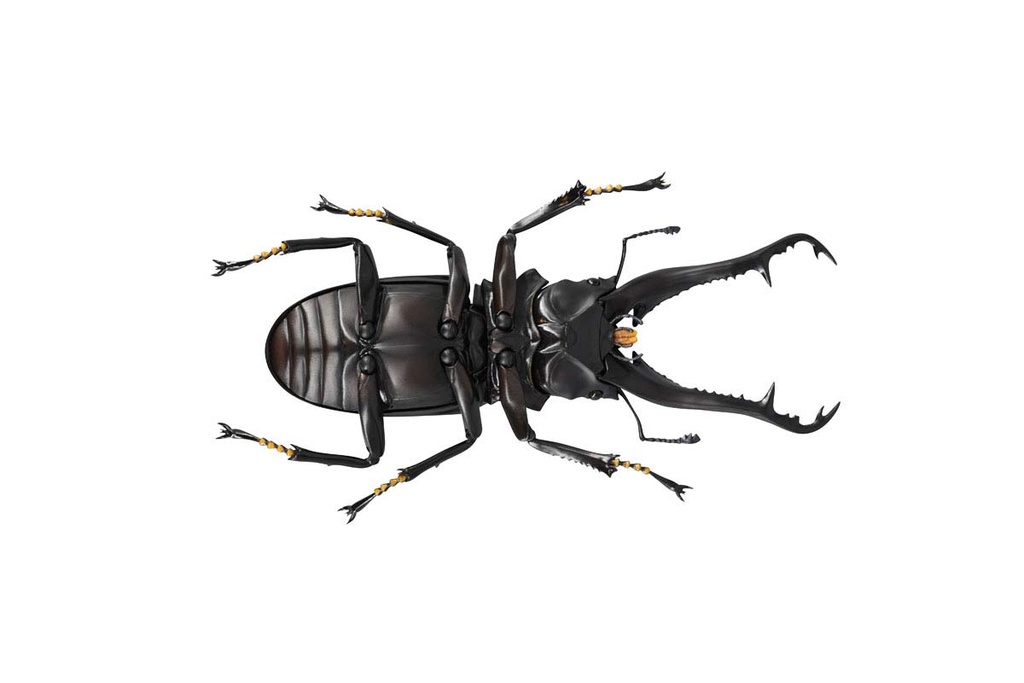 (PO) REVO GEO Prosopocoilus Giraffa - Giraffe Stag Beetle Image_16