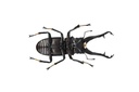 (PO) REVO GEO Prosopocoilus Giraffa - Giraffe Stag Beetle Image_16