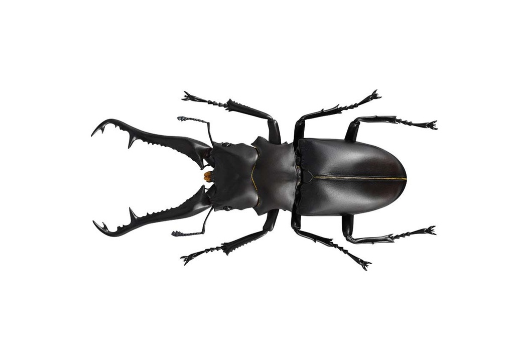 (PO) REVO GEO Prosopocoilus Giraffa - Giraffe Stag Beetle Image_17