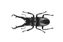 (PO) REVO GEO Prosopocoilus Giraffa - Giraffe Stag Beetle Image_17