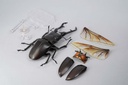 (PO) REVO GEO Prosopocoilus Giraffa - Giraffe Stag Beetle Image_20