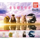 (PO) Animals - Waiting 6 Image_1