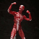 (PO) figma SP-142 Human Anatomical Model Image_1