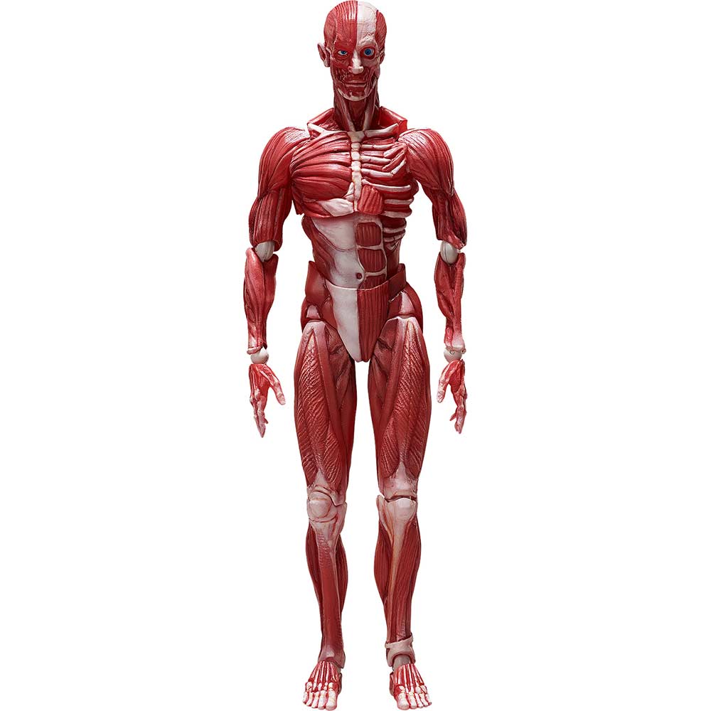 (PO) figma SP-142 Human Anatomical Model Image_2