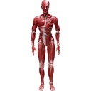 (PO) figma SP-142 Human Anatomical Model Image_2