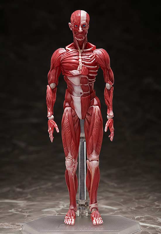 (PO) figma SP-142 Human Anatomical Model Image_3