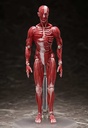 (PO) figma SP-142 Human Anatomical Model Image_3