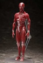 (PO) figma SP-142 Human Anatomical Model Image_4