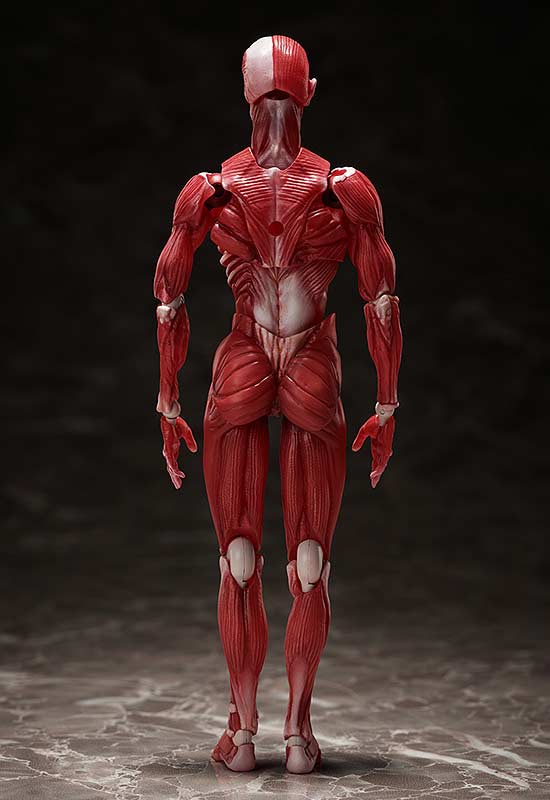 (PO) figma SP-142 Human Anatomical Model Image_5
