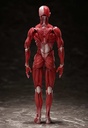 (PO) figma SP-142 Human Anatomical Model Image_5