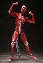 (PO) figma SP-142 Human Anatomical Model Image_6