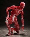 (PO) figma SP-142 Human Anatomical Model Image_7