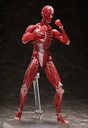 (PO) figma SP-142 Human Anatomical Model Image_9
