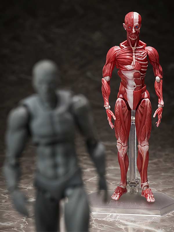 (PO) figma SP-142 Human Anatomical Model Image_11