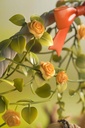 (PO) FairyTale - Another Sleeping Beauty Image_10