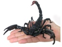(PO) The Diversity of Life on Earth - Scorpion Image_2