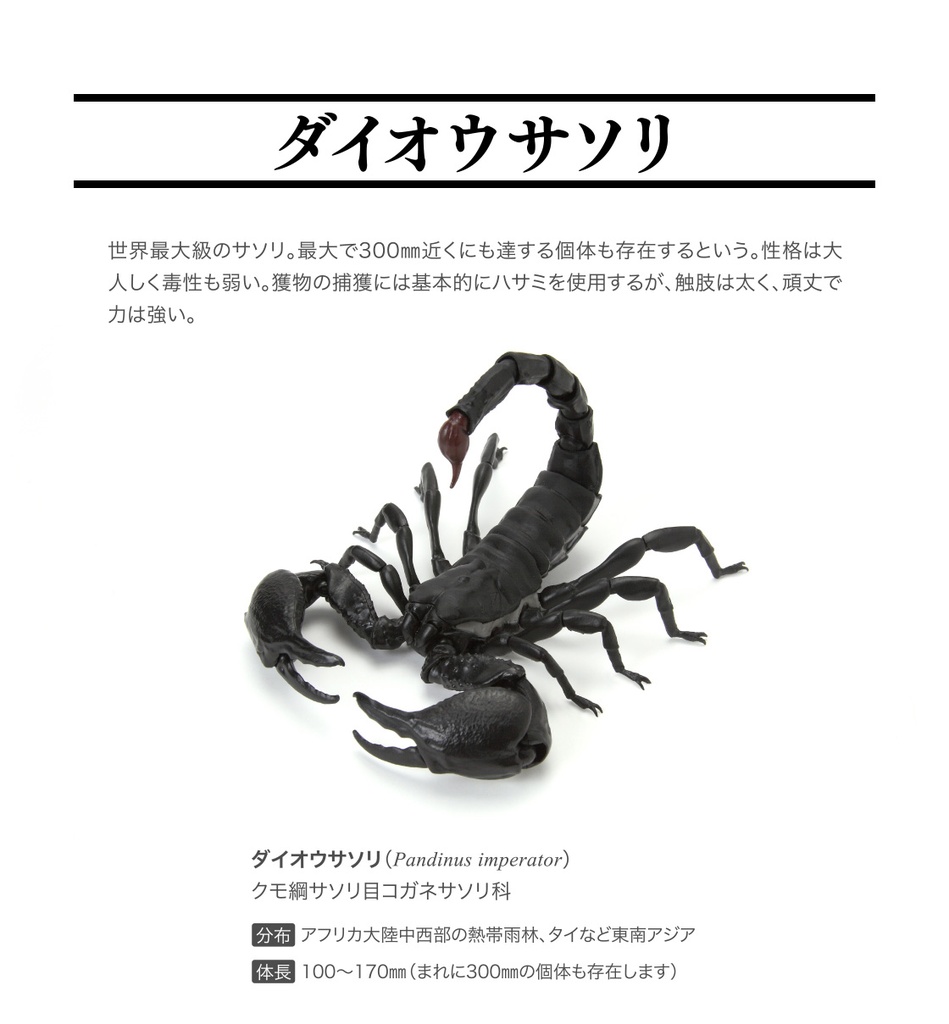 (PO) The Diversity of Life on Earth - Scorpion Image_3