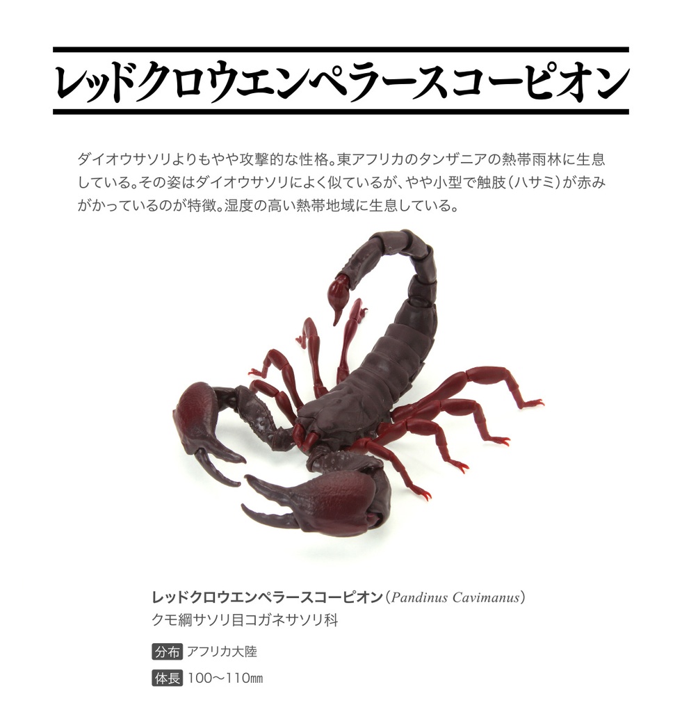 (PO) The Diversity of Life on Earth - Scorpion Image_4
