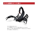 (PO) The Diversity of Life on Earth - Scorpion Image_6