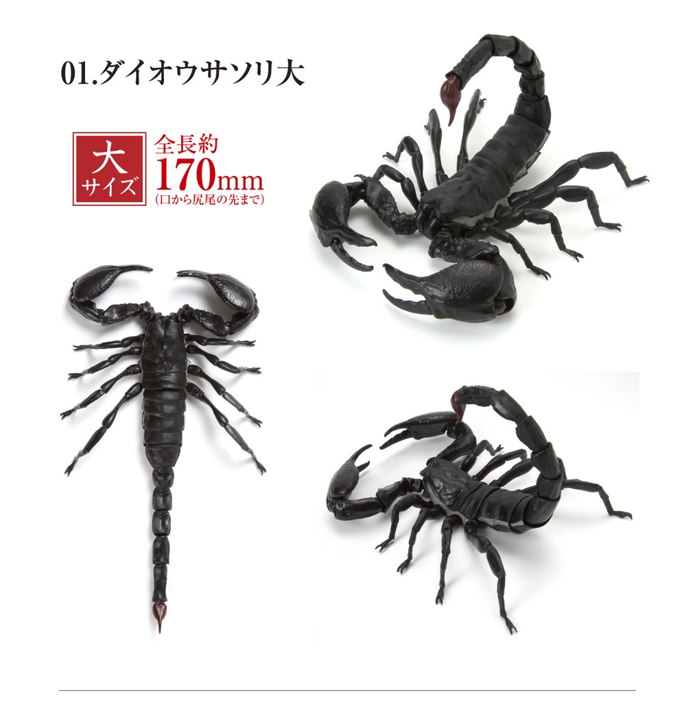 (PO) The Diversity of Life on Earth - Scorpion Image_7