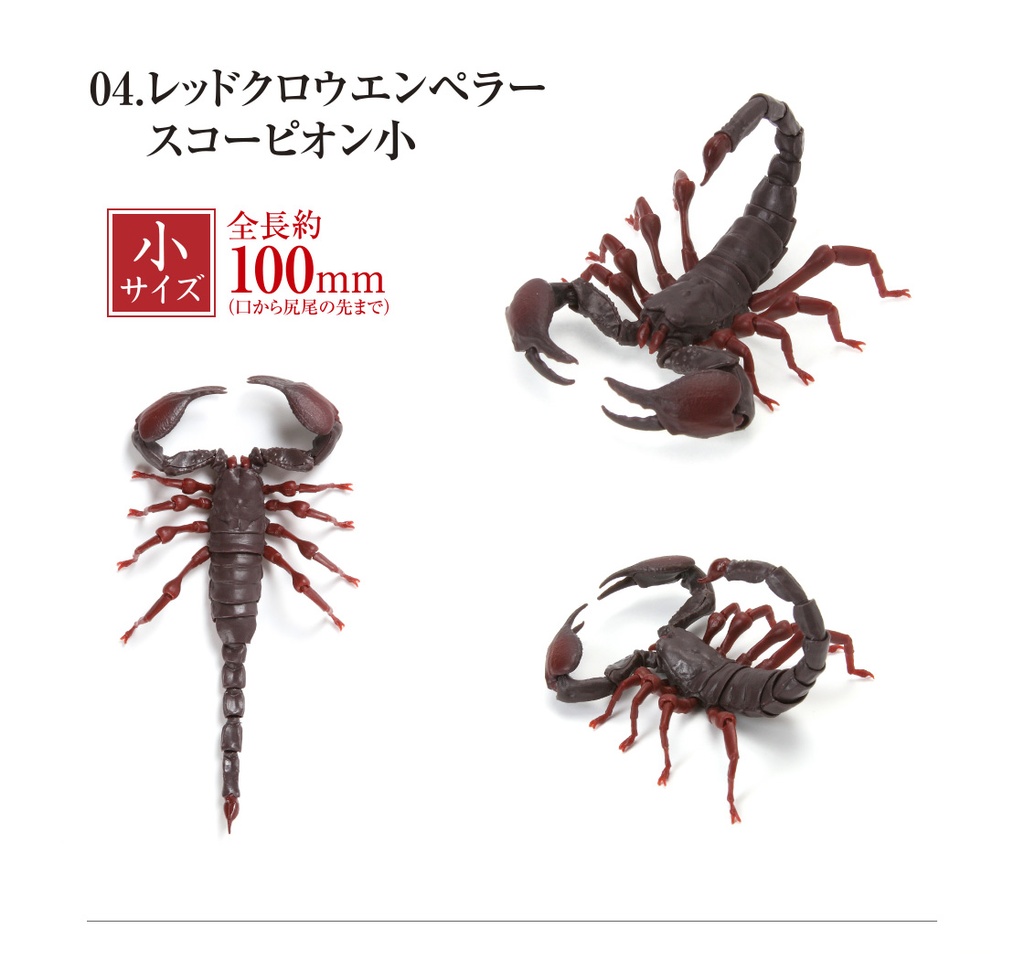 (PO) The Diversity of Life on Earth - Scorpion Image_10