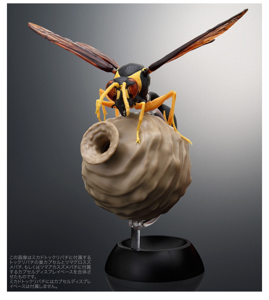 (PO) The Diversity of Life on Earth - Potter Wasp Image_3