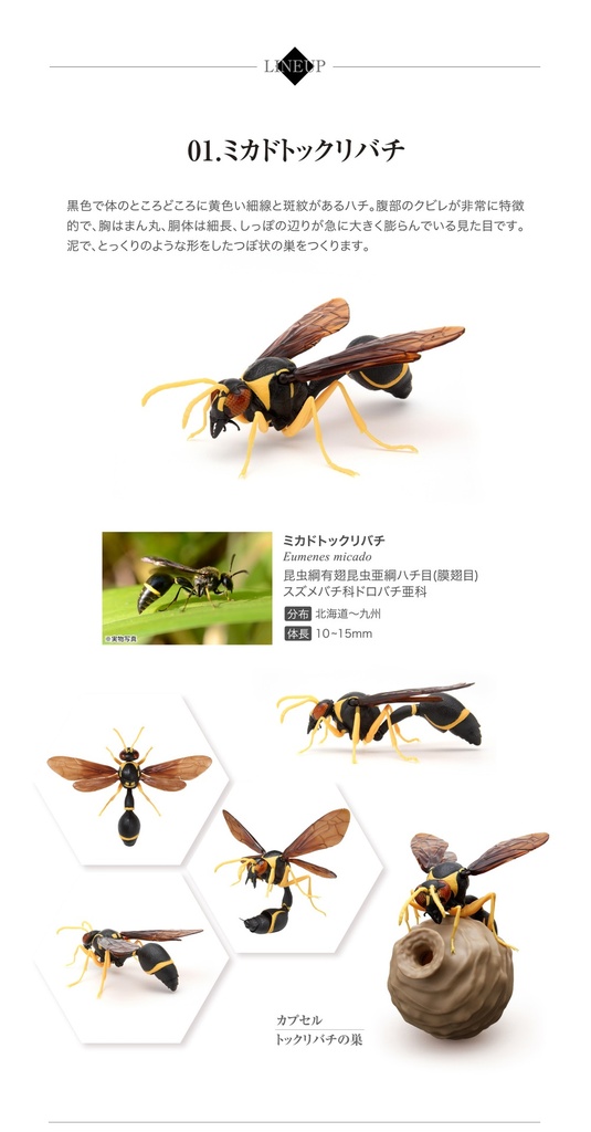 (PO) The Diversity of Life on Earth - Potter Wasp Image_4