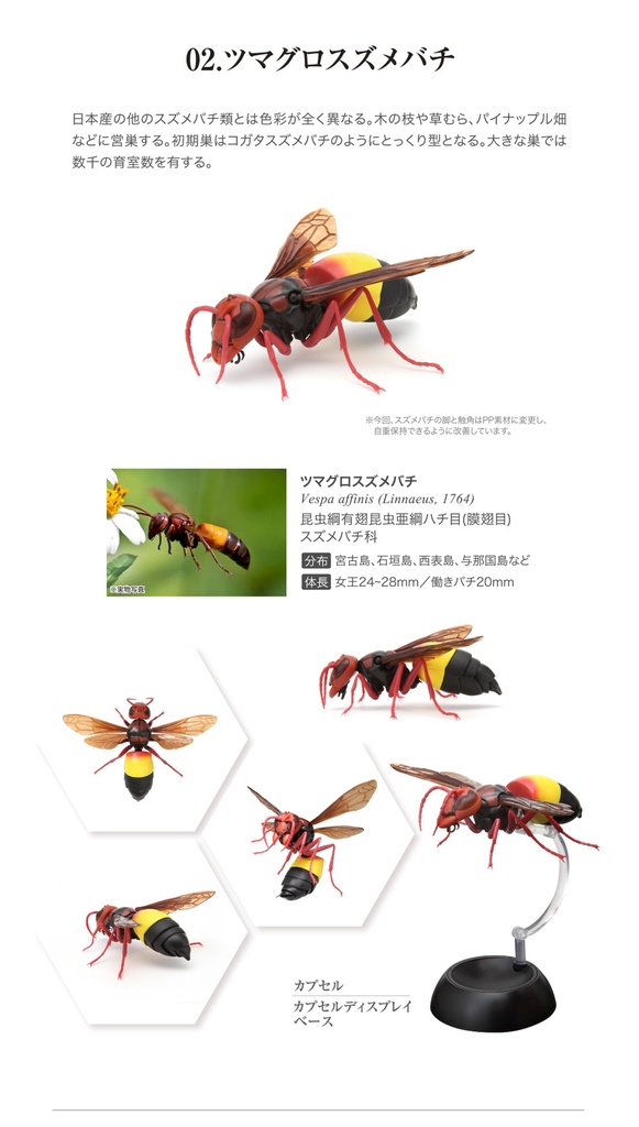 (PO) The Diversity of Life on Earth - Potter Wasp Image_5