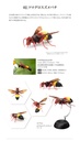(PO) The Diversity of Life on Earth - Potter Wasp Image_5
