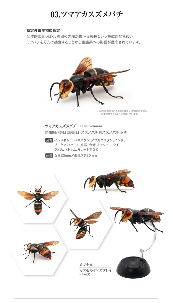 (PO) The Diversity of Life on Earth - Potter Wasp Image_6