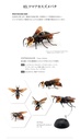 (PO) The Diversity of Life on Earth - Potter Wasp Image_6