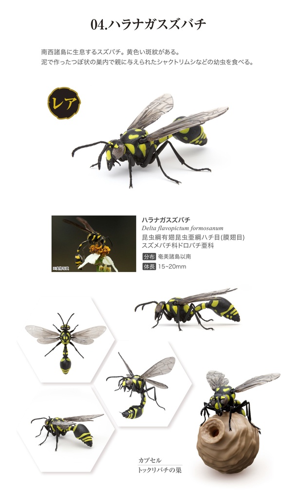 (PO) The Diversity of Life on Earth - Potter Wasp Image_7