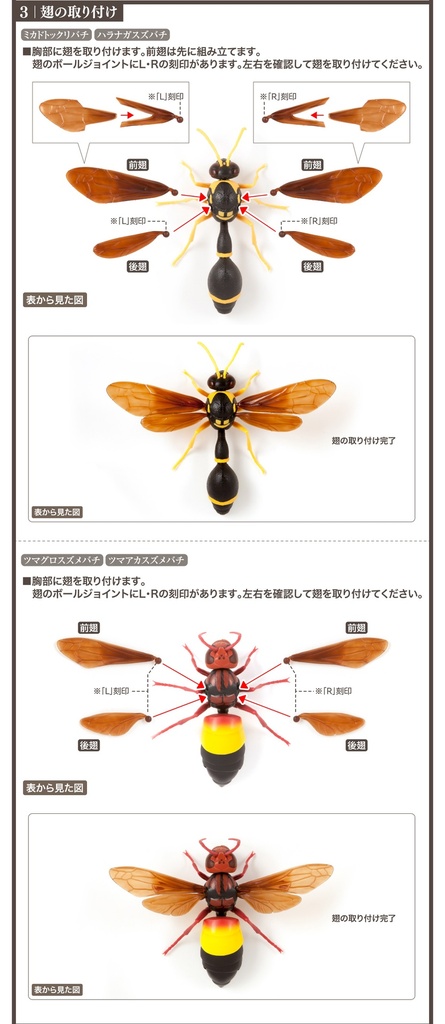 (PO) The Diversity of Life on Earth - Potter Wasp Image_11