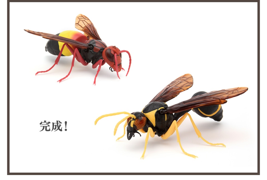 (PO) The Diversity of Life on Earth - Potter Wasp Image_12