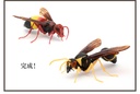 (PO) The Diversity of Life on Earth - Potter Wasp Image_12
