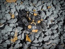 (PO) AQUACULTURE TANK 007 Fiddler Crab Gold Black Image_7