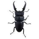 (PO) Animalier Collection 1/1 Giant Stag Beetle [BOX] Image_2